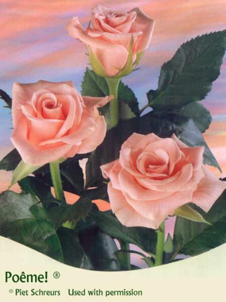 pour toi mon amour